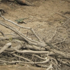 Intellagama lesueurii howittii (Gippsland Water Dragon) at Adjungbilly, NSW - 4 Oct 2023 by SimoneC