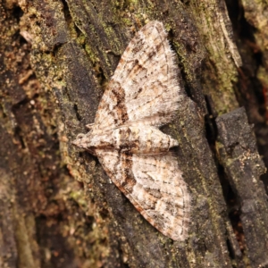 Phrissogonus laticostata at O'Connor, ACT - 5 Oct 2023