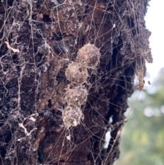 Celaenia calotoides (Bird-dropping spider) at Mount Ainslie - 5 Oct 2023 by JaneSutton