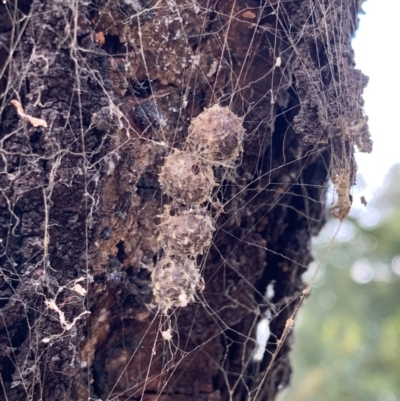 Celaenia calotoides (Bird-dropping spider) at Ainslie, ACT - 5 Oct 2023 by JaneSutton