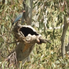 Eurystomus orientalis (Dollarbird) at Adjungbilly, NSW - 3 Oct 2023 by SimoneC