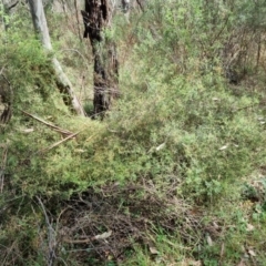 Clematis leptophylla (Small-leaf Clematis, Old Man's Beard) at Majura, ACT - 5 Oct 2023 by EmilySutcliffe