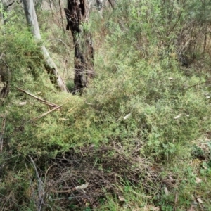 Clematis leptophylla at Majura, ACT - 5 Oct 2023