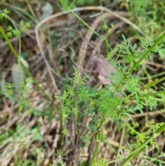 Clematis leptophylla at Majura, ACT - 5 Oct 2023