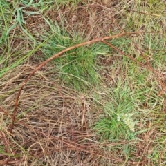 Dactylis glomerata at Majura, ACT - 5 Oct 2023 03:09 PM