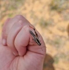 Macrotona securiformis (Inland Macrotona) at Jerrabomberra Grassland - 23 Jan 2023 by EmilySutcliffe