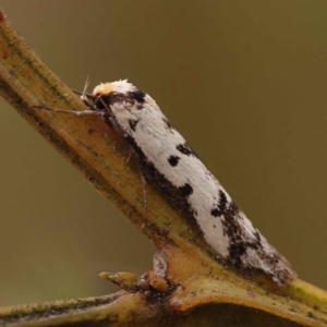 Philobota lysizona at O'Connor, ACT - 5 Oct 2023