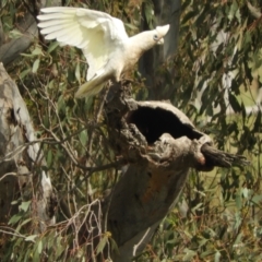 Cacatua sanguinea (Little Corella) at Berremangra, NSW - 3 Oct 2023 by SimoneC