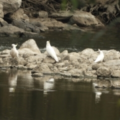 Cacatua sanguinea at Berremangra, NSW - 3 Oct 2023