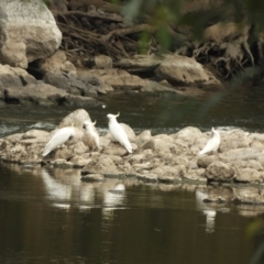 Cacatua galerita at Adjungbilly, NSW - 3 Oct 2023 01:44 PM