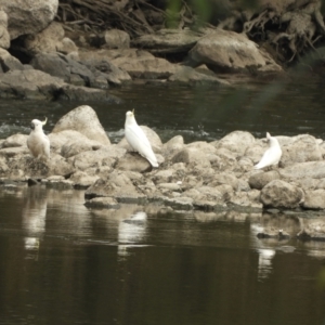 Cacatua galerita at Adjungbilly, NSW - 3 Oct 2023 01:44 PM