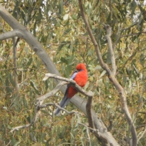 Platycercus elegans at Adjungbilly, NSW - 3 Oct 2023