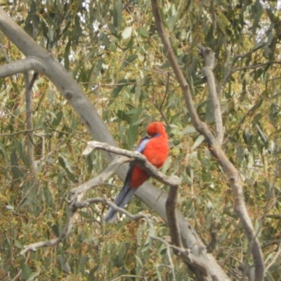 Platycercus elegans (Crimson Rosella) at Adjungbilly, NSW - 3 Oct 2023 by SimoneC