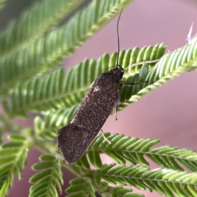 Leistomorpha brontoscopa (A concealer moth) at Campbell, ACT - 5 Oct 2023 by Hejor1