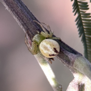 Lehtinelagia prasina at Campbell, ACT - 5 Oct 2023