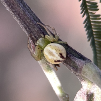 Lehtinelagia prasina (Leek-green flower spider) at Mount Ainslie - 5 Oct 2023 by Hejor1