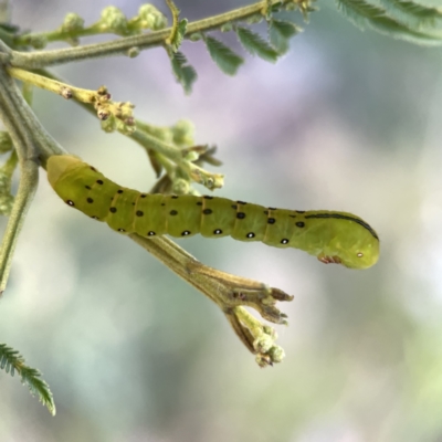 Capusa (genus) (Wedge moth) at Mount Ainslie - 5 Oct 2023 by Hejor1