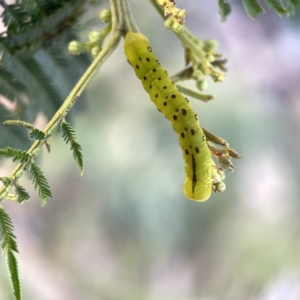 Capusa (genus) at Campbell, ACT - 5 Oct 2023