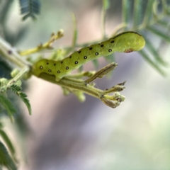 Capusa (genus) at Campbell, ACT - 5 Oct 2023