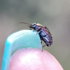 Edusella sp. (genus) at Campbell, ACT - 5 Oct 2023