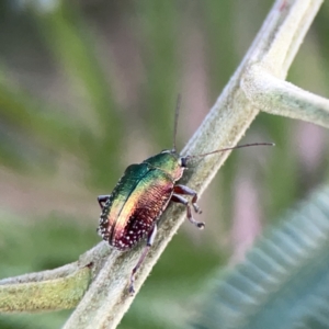 Edusella sp. (genus) at Campbell, ACT - 5 Oct 2023