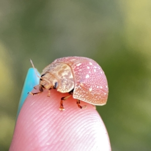 Paropsis aegrota at Campbell, ACT - 5 Oct 2023