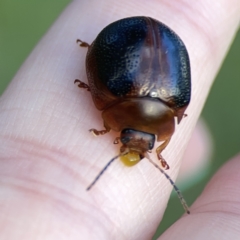 Dicranosterna immaculata at Campbell, ACT - 5 Oct 2023 05:42 PM