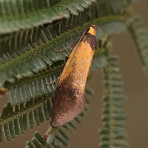 Delexocha ochrocausta at O'Connor, ACT - 5 Oct 2023 03:16 PM