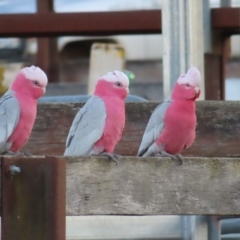 Eolophus roseicapilla (Galah) at Braidwood, NSW - 5 Oct 2023 by MatthewFrawley