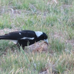 Gymnorhina tibicen (Australian Magpie) at Braidwood, NSW - 5 Oct 2023 by MatthewFrawley