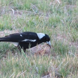 Gymnorhina tibicen at Braidwood, NSW - 5 Oct 2023