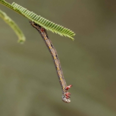 Chlenias (genus) (A looper moth) at O'Connor, ACT - 5 Oct 2023 by ConBoekel