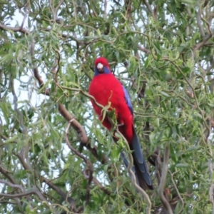 Platycercus elegans at Braidwood, NSW - 5 Oct 2023