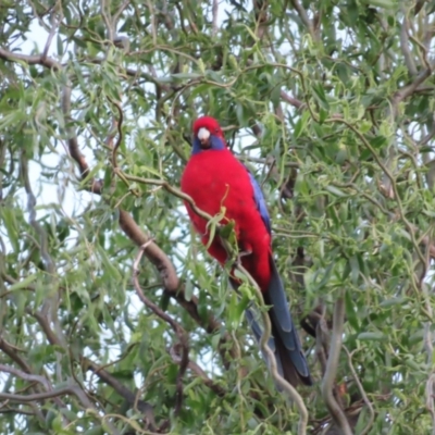 Platycercus elegans (Crimson Rosella) at Braidwood, NSW - 5 Oct 2023 by MatthewFrawley