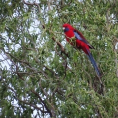 Platycercus elegans at Braidwood, NSW - 5 Oct 2023