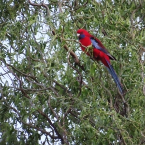 Platycercus elegans at Braidwood, NSW - 5 Oct 2023