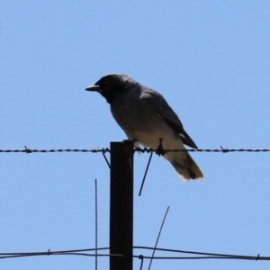 Coracina novaehollandiae at Tuggeranong, ACT - 5 Oct 2023