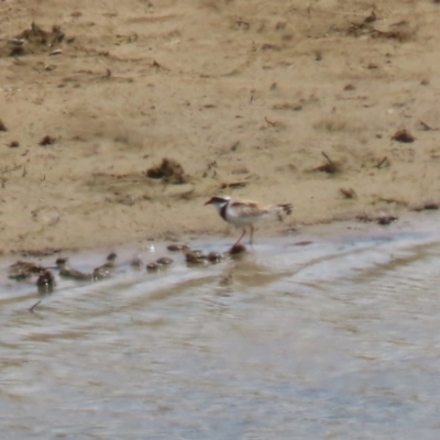 Charadrius melanops (Black-fronted Dotterel) at Gordon, ACT - 5 Oct 2023 by RodDeb