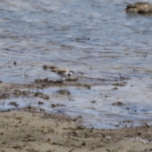 Charadrius melanops at Gordon, ACT - 5 Oct 2023