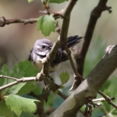 Rhipidura albiscapa (Grey Fantail) at Point Hut to Tharwa - 5 Oct 2023 by RodDeb