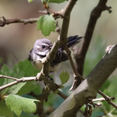 Rhipidura albiscapa (Grey Fantail) at Tuggeranong, ACT - 5 Oct 2023 by RodDeb