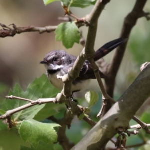 Rhipidura albiscapa at Tuggeranong, ACT - 5 Oct 2023