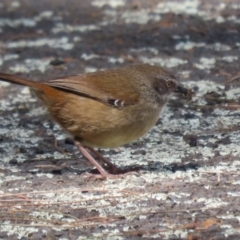 Sericornis frontalis (White-browed Scrubwren) at Point Hut to Tharwa - 5 Oct 2023 by RodDeb