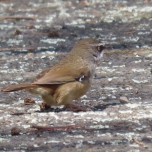 Sericornis frontalis at Tuggeranong, ACT - 5 Oct 2023