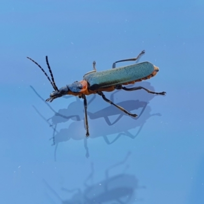 Chauliognathus lugubris (Plague Soldier Beetle) at Rugosa - 2 Oct 2023 by SenexRugosus