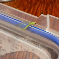 Chrysopidae (family) (Unidentified Green lacewing) at Yass River, NSW - 4 Oct 2023 by SenexRugosus