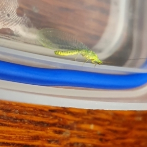 Chrysopidae (family) at Yass River, NSW - 4 Oct 2023