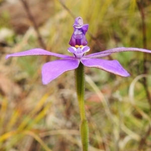 Glossodia major at Paddys River, ACT - 5 Oct 2023