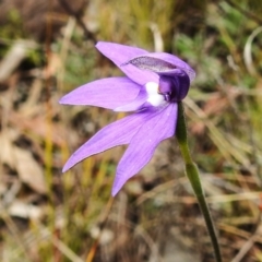 Glossodia major at Paddys River, ACT - 5 Oct 2023