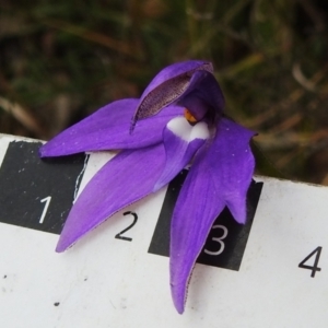 Glossodia major at Paddys River, ACT - 5 Oct 2023